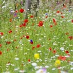 wildflowers seed Wild Meadow Wildflower Mix