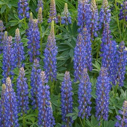 BLue Lupin green manuring technical seed terms