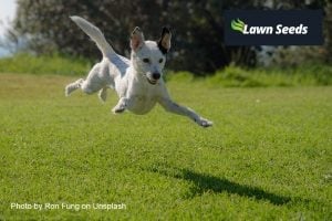 Happy flying dog across a garden lawn